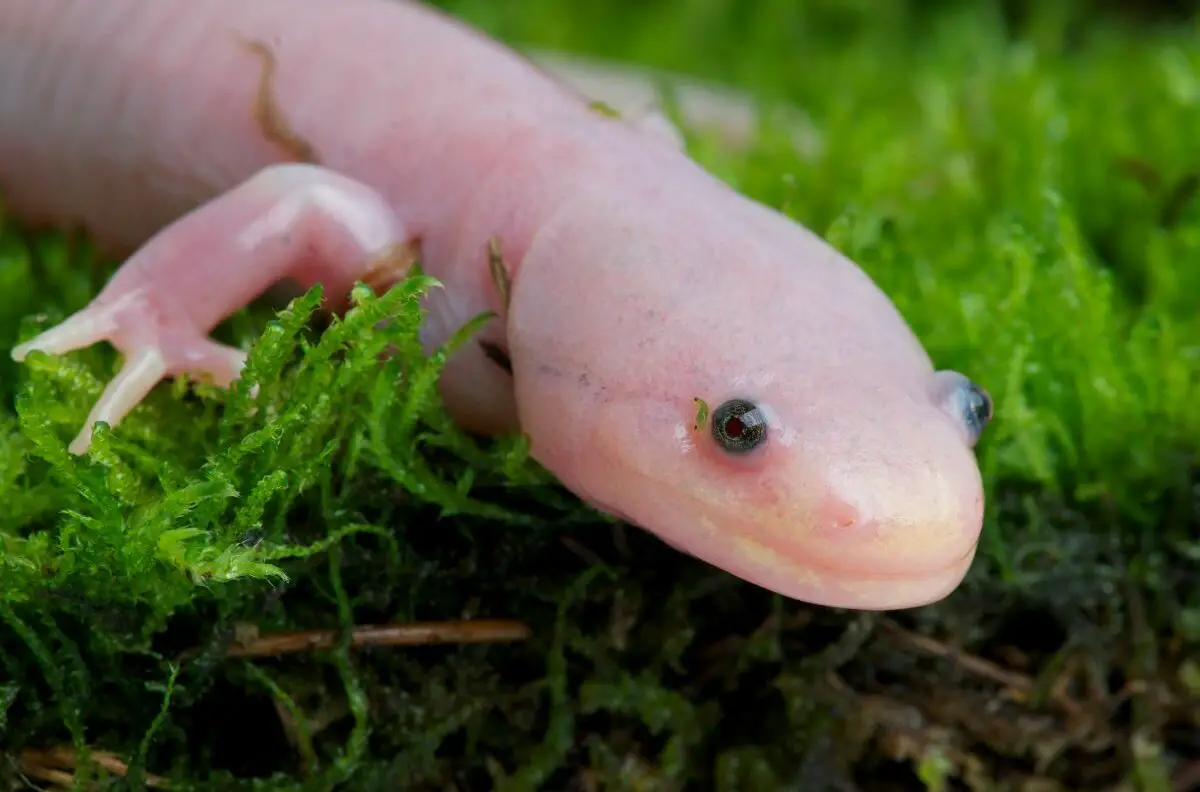 Wie alt können Axolotl werden? – Axolotl Lebenszyklus – axolotl-wissen