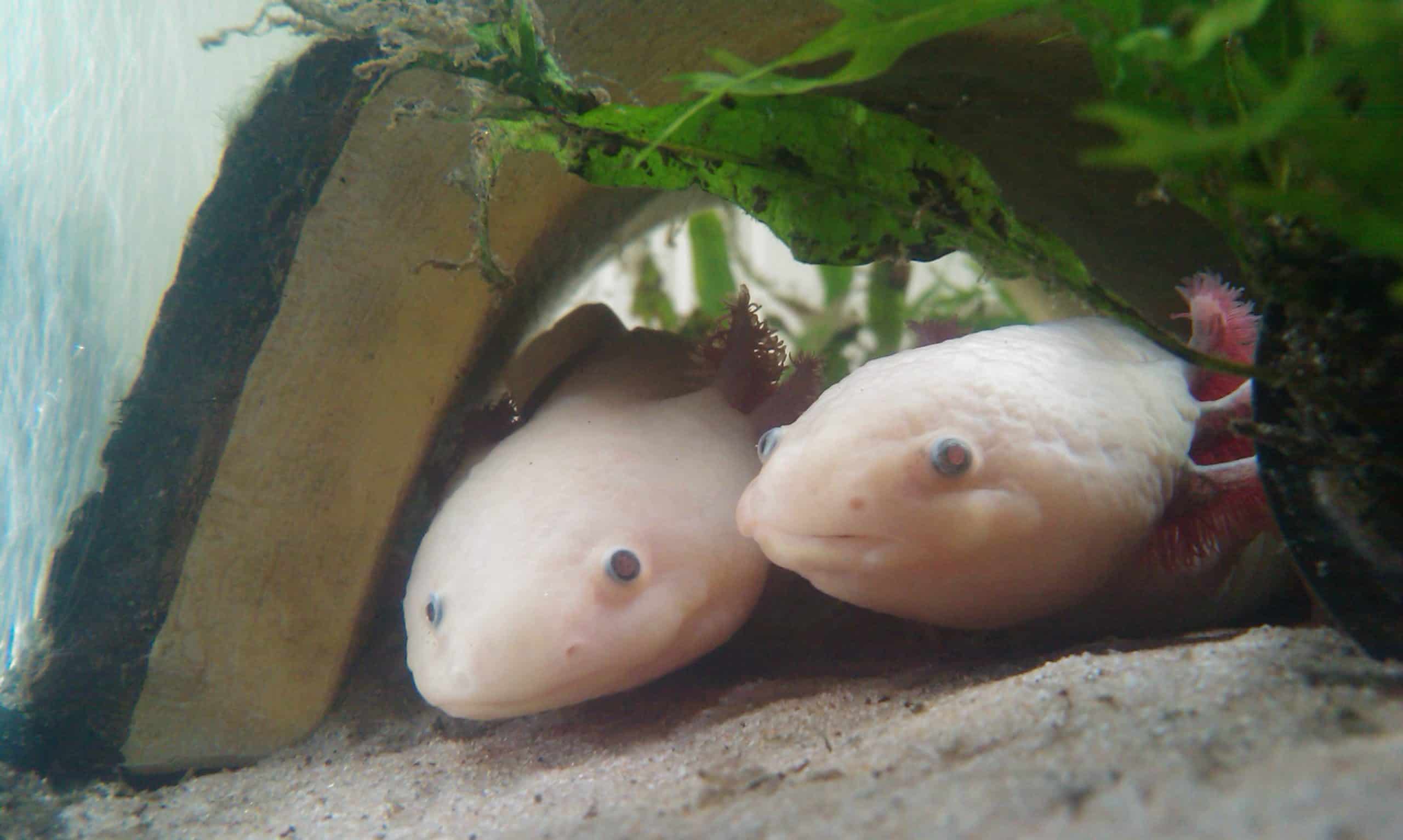 Axolotl einzeln oder paarweise halten? axolotlwissen