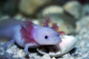 Sind Axolotl Fische oder Amphibien? - axolotl-wissen