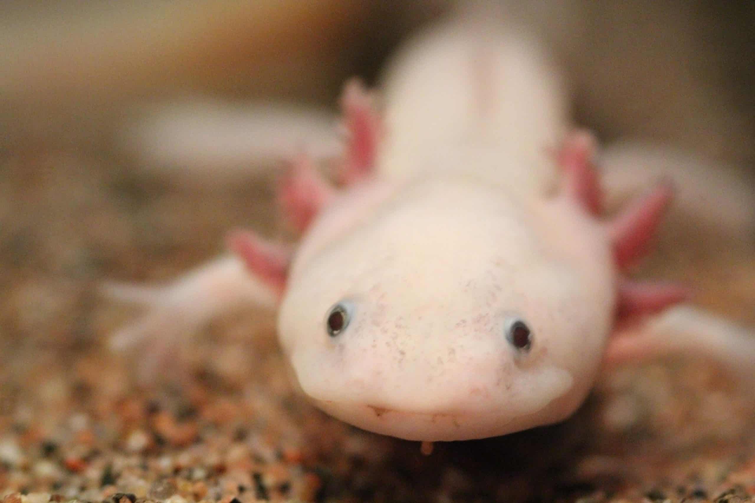 Wie alt können Axolotl werden? - axolotl-wissen