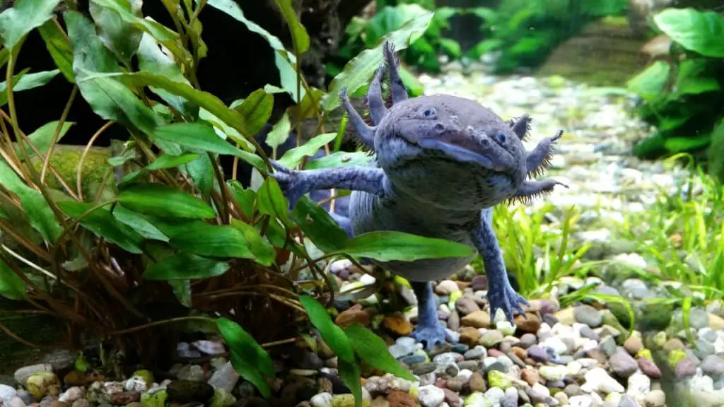 Top 6 Tiere mit denen man Axolotl vergesellschaften kann in 2021