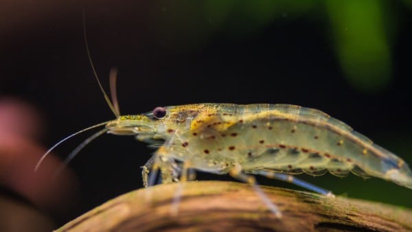 Top 6 Tiere mit denen man Axolotl vergesellschaften kann in 2021