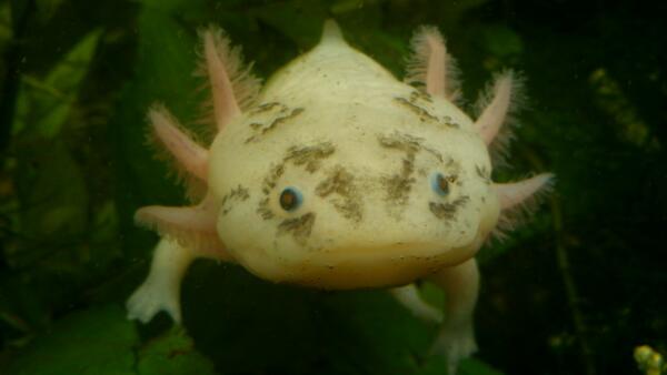 7 Zeichen dass dein Axolotl gestresst ist - axolotl-wissen