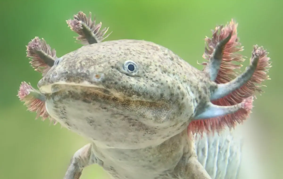 Axolotl Futter Lebendfutter 1xDose mit 15 Stück Dendrobena Rotwürmer Regenwurm 
